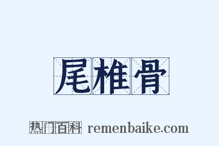 尾椎骨是什么意思的图片